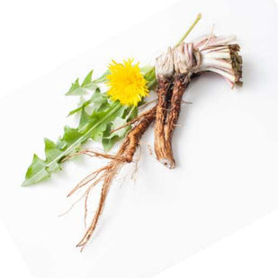 Dandelion Extract