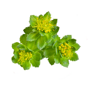 RHODIOLA ROSEA